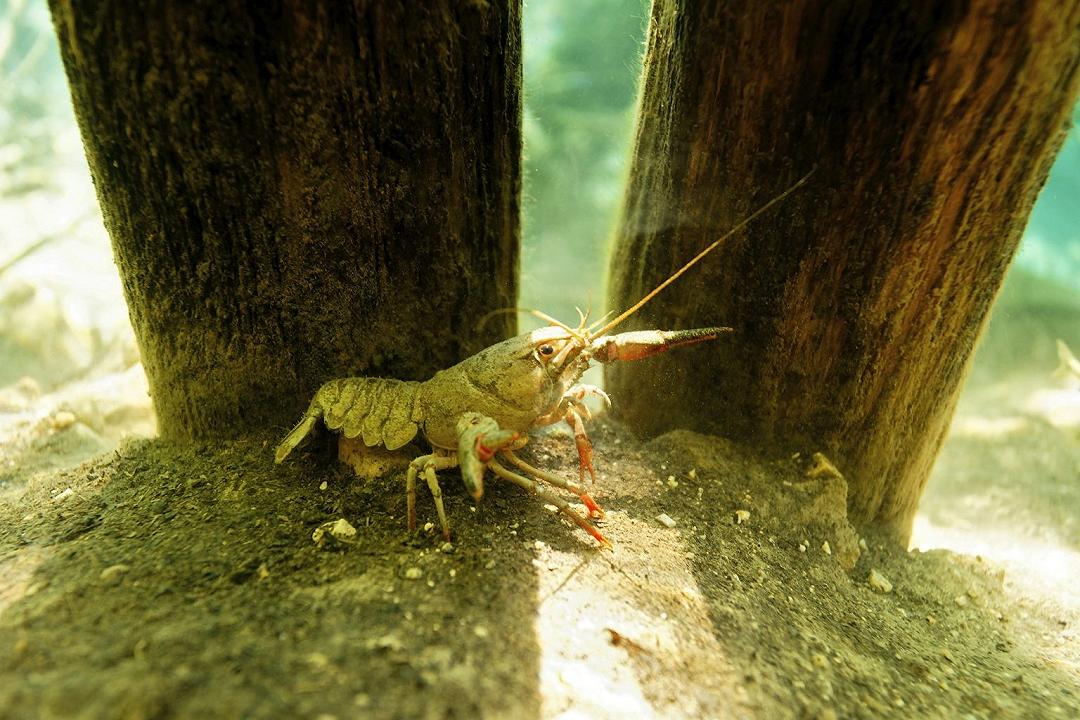 Gamberi di fiume: reintrodotti più di 1.500 esemplari in Italia