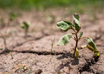 Orto-giardino: tre modi per rianimarlo dopo la siccità