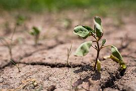 Orto-giardino: tre modi per rianimarlo dopo la siccità