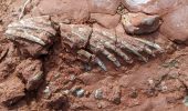 Fossili: un'insegnate trova per caso dei resti di un animale sconosciuto