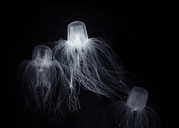 Medusa immortale: decifrato il suo genoma