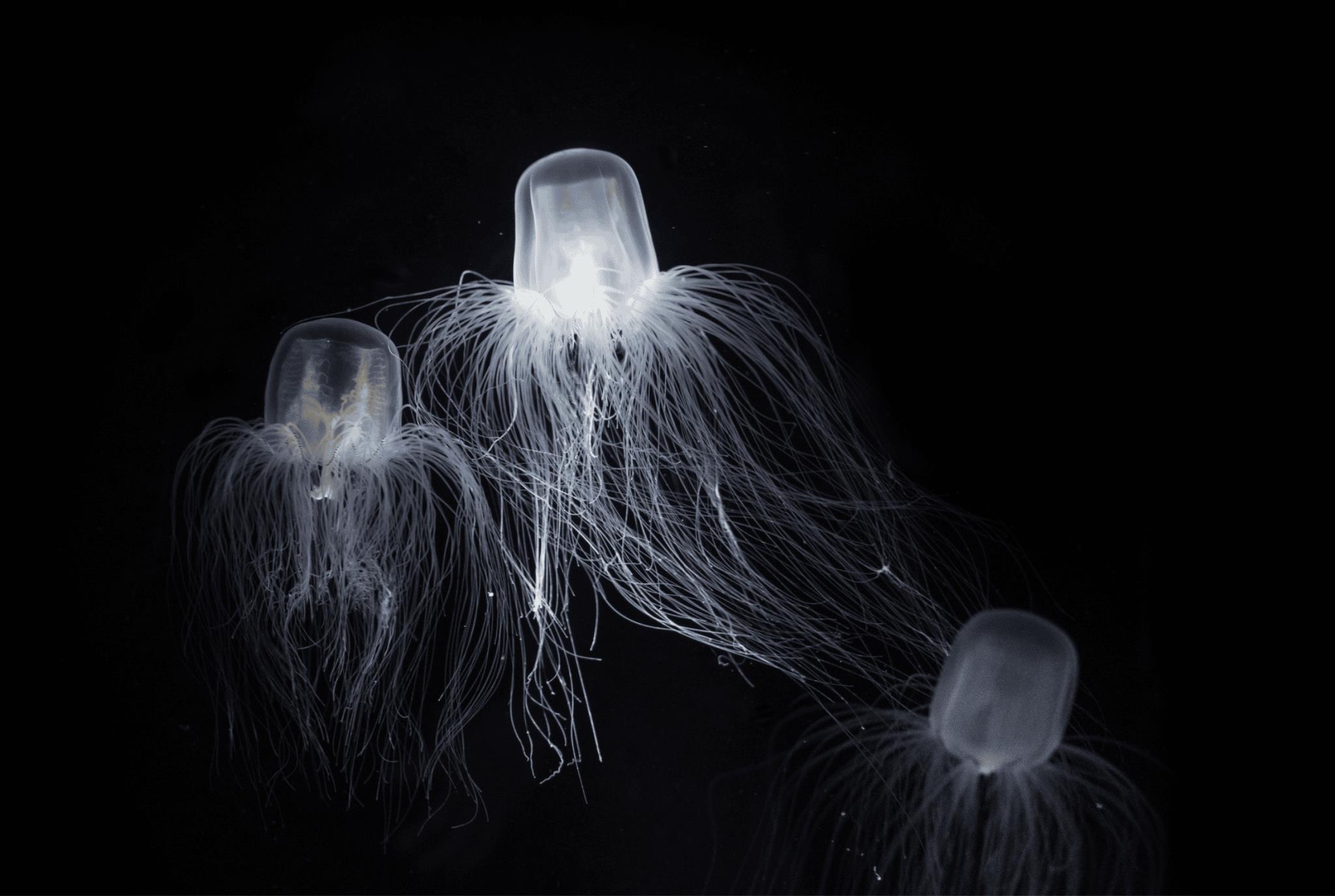 medusa immortale