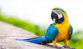 Uccelli colorati: rischio maggiore per commercio di animali selvatici
