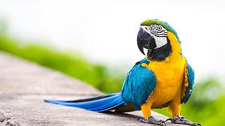 Uccelli colorati: rischio maggiore per commercio di animali selvatici