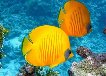 Pesci: 200 nuove specie esotiche nel Mediterraneo