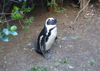 Pinguino: scarpe ortopediche per un esemplare