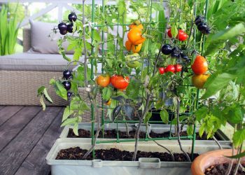 Pomodori: meglio se coltivati in città