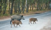 radar animali selvatici per strada