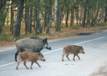 Animali selvatici: radar e sensori per evitare incidenti