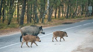 Animali selvatici: radar e sensori per evitare incidenti