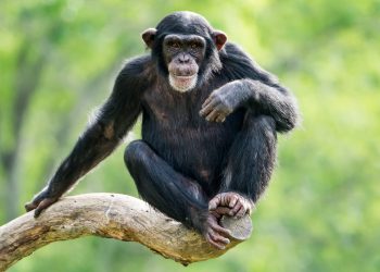 Scimpanzé: ogni esemplare ha un modo tutto suo di fare musica