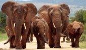 Emergenza climatica: 2500 animali dello Zimbabwe sono stati trasferiti al Nord