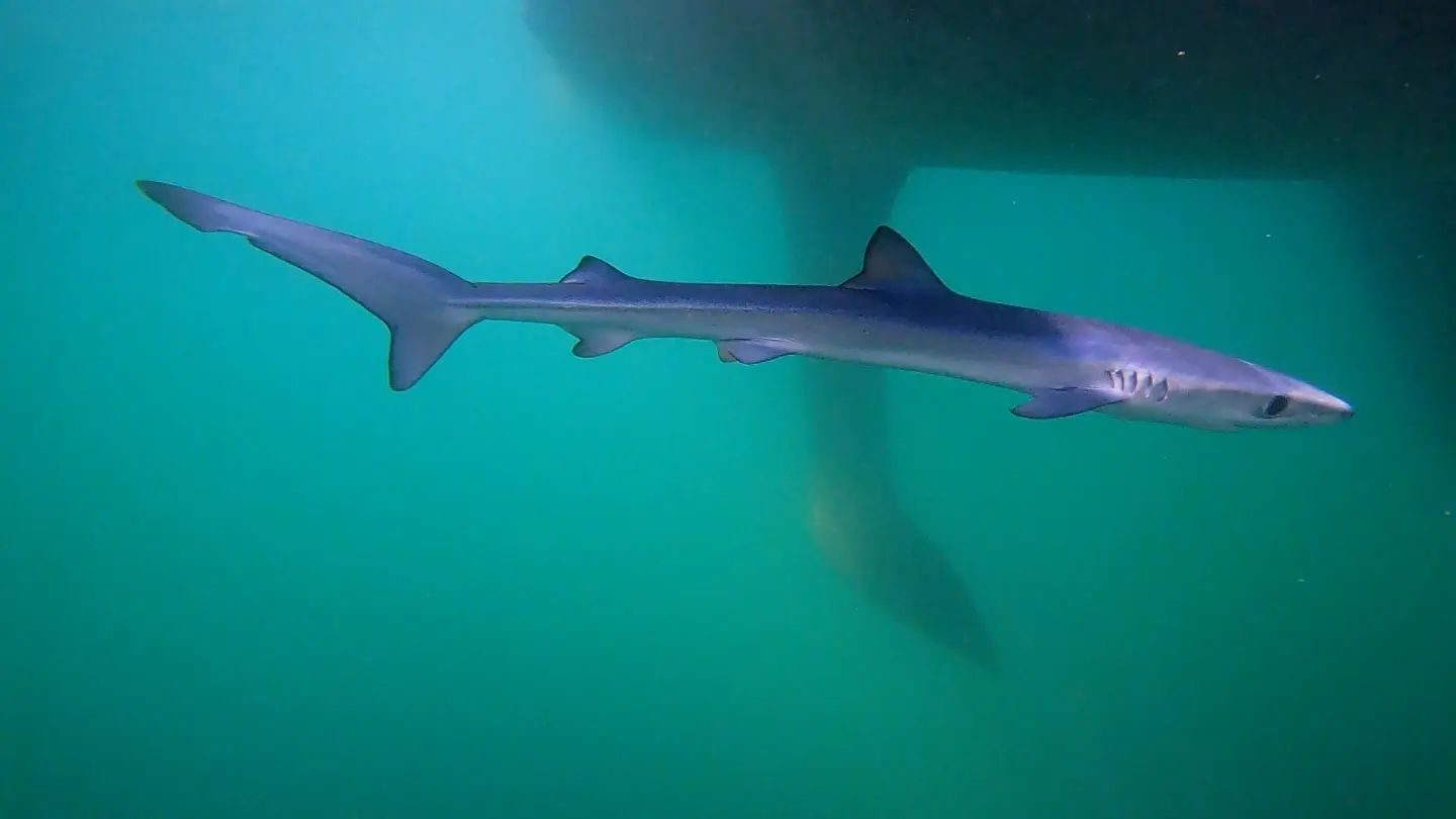 Squalo verdesca: avvistamento a Napoli