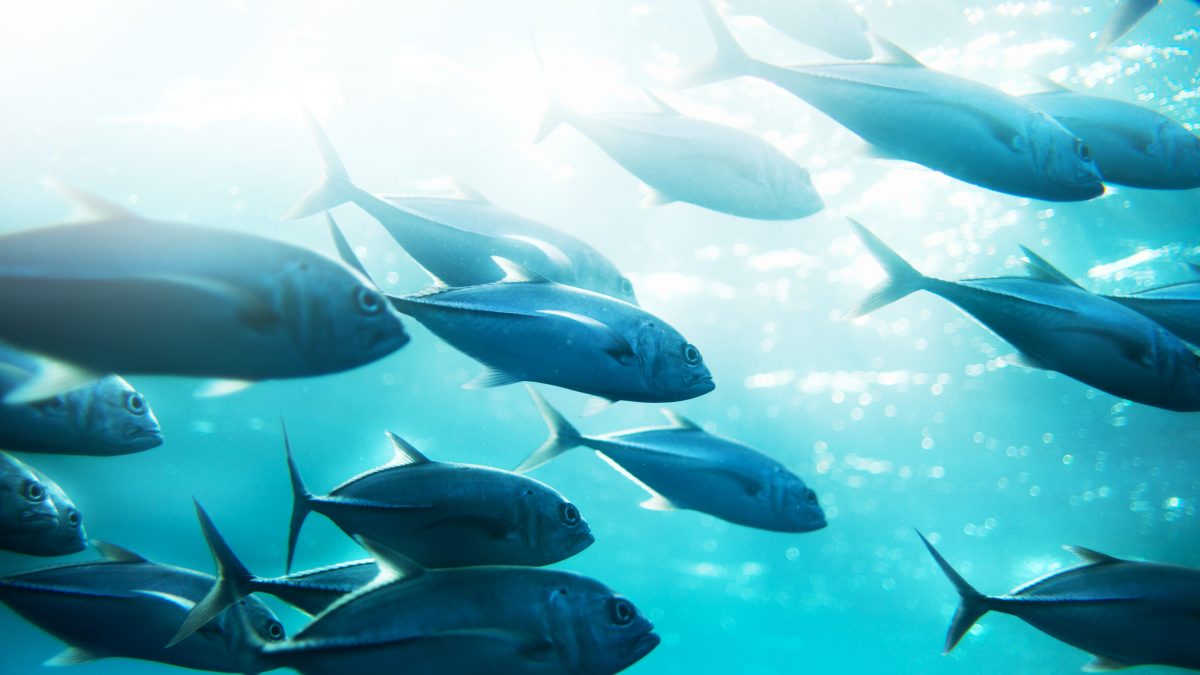 Predatori: per la caccia si aiutano con le correnti anticicloniche