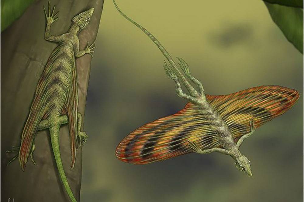 Rettili volanti che planavano tra le fronde degli alberi