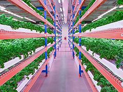 Vertical farm: la più grande del mondo è a Dubai