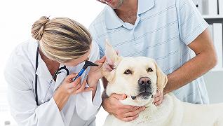 Veterinario: visite gratis per chi ha difficoltà economiche in Veneto