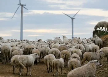 Nuova Zelanda: tasserà le flatulenze di mucche e pecore