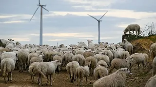 Nuova Zelanda: tasserà le flatulenze di mucche e pecore