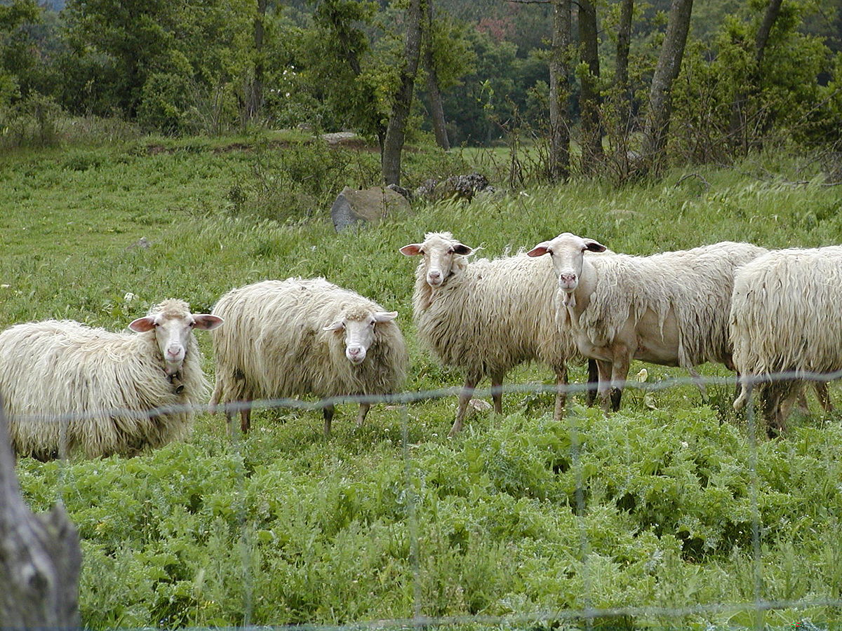 Slow Food vuole salvare i pascoli e i prati stabili