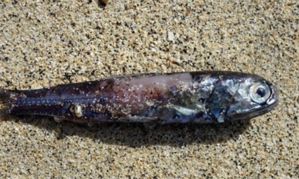 Pesce lanterna: risorsa alimentare o causa di distruzione del pianeta?