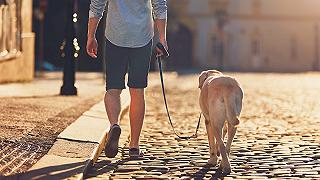 Cani: Parco Archeologico di Ercolano aperto senza limitazioni