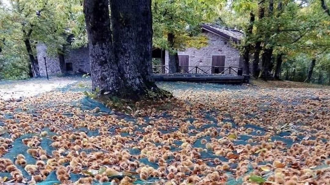 Castagneto di Granaglione: Centro nazionale per la biodiversità
