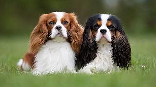 Cavalier King Charles Spaniel: una ricerca sull’endocardiosi mitralica