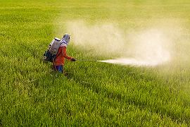 Pesticidi: una persona su tre presenta tracce nei capelli