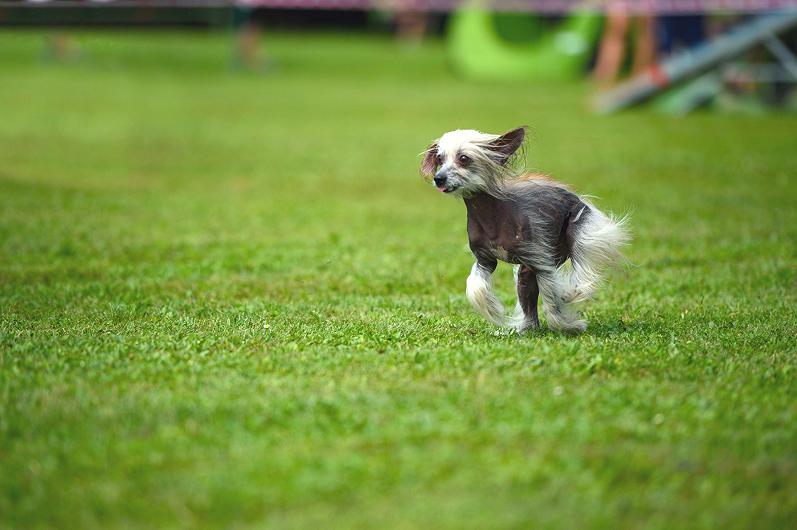 Chinese Crested Dog: curiosità su questo cane