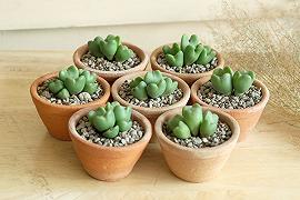 Conophytum: la pianta grassa a forma di cuore