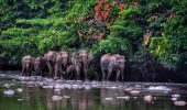 Elefanti nel Borneo