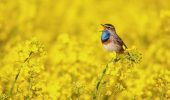 Uccelli: il canto ha benefici sulla salute mentale dell'uomo