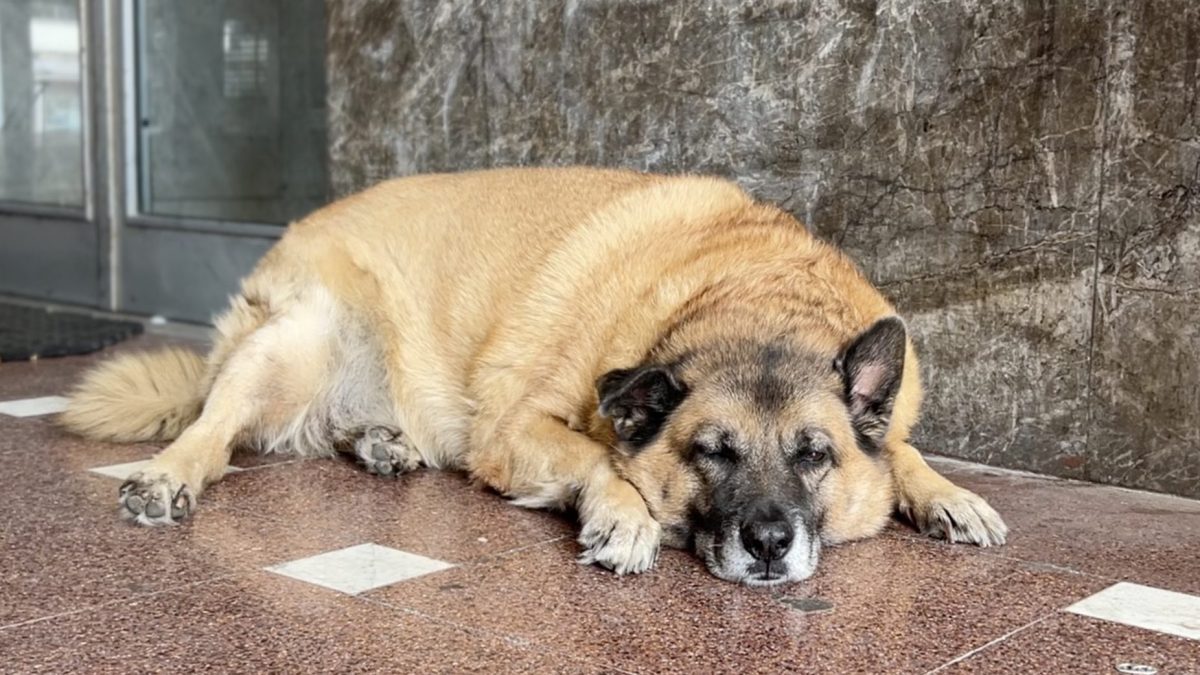 Pippo cane di quartiere ad Avellino