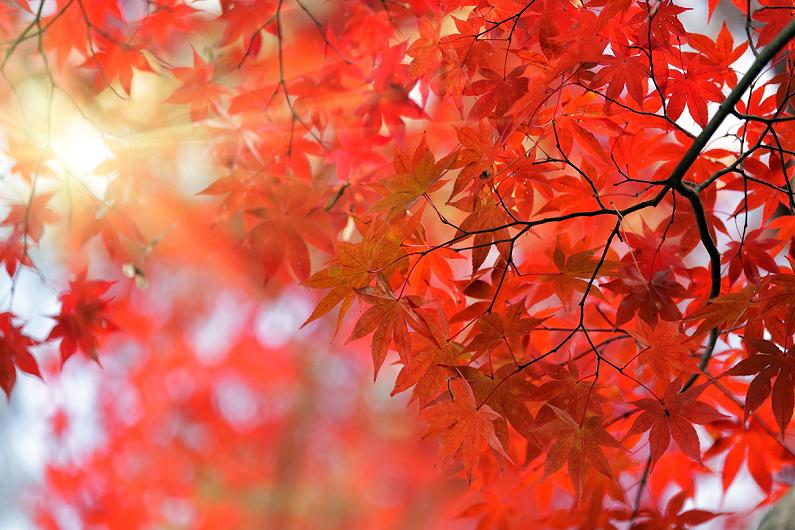 Acero: le fasi per piantare e curare l’emblema d’autunno