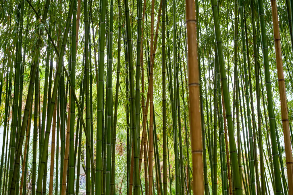 Cambiamenti climatici: giù mille anni fa erano scritti nel bambù