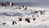 Gli uccelli migrano sempre prima, colpa del cambiamento climatico