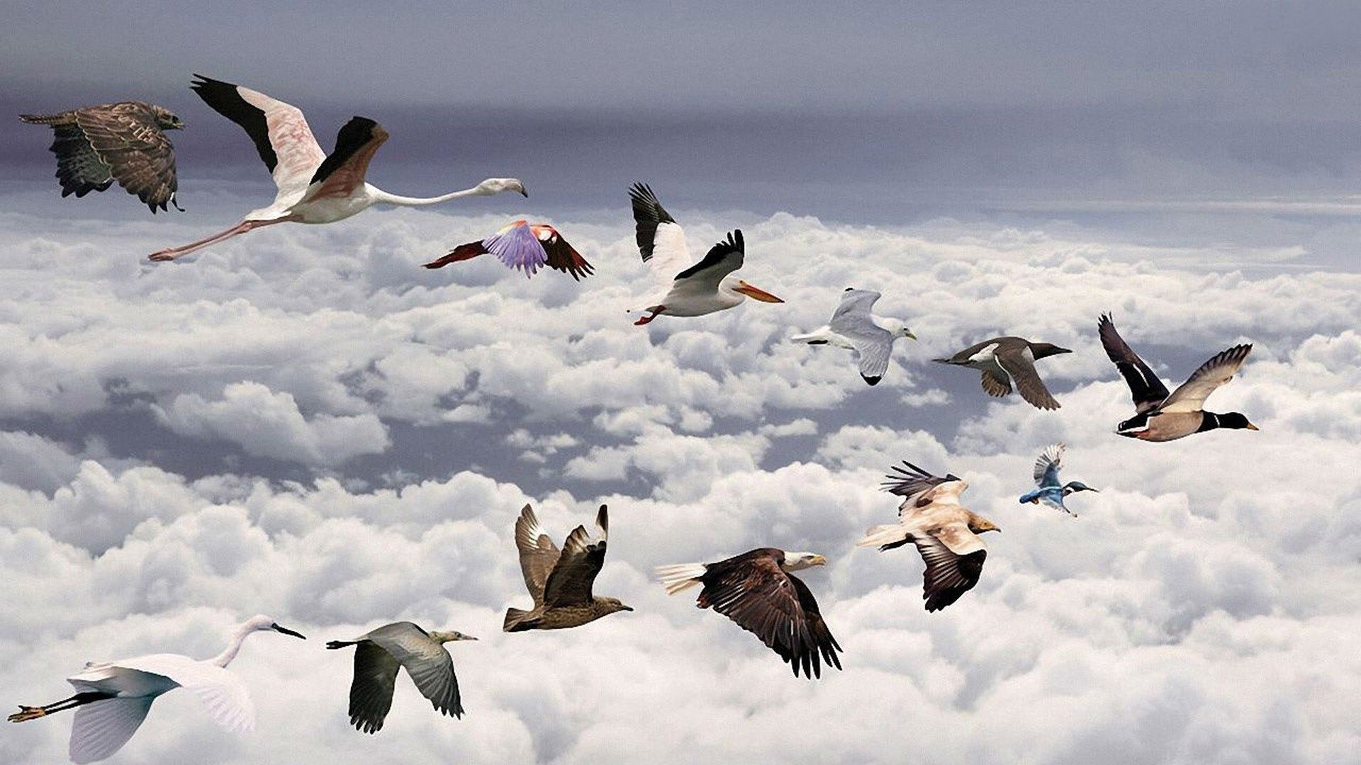 Информация о миграции птиц. Стая птиц. Птицы улетают. Стая перелетных птиц. Птицы улетают на Юг.