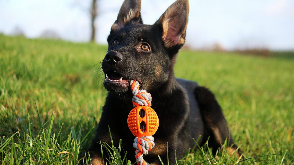 Cane: il valore del gioco