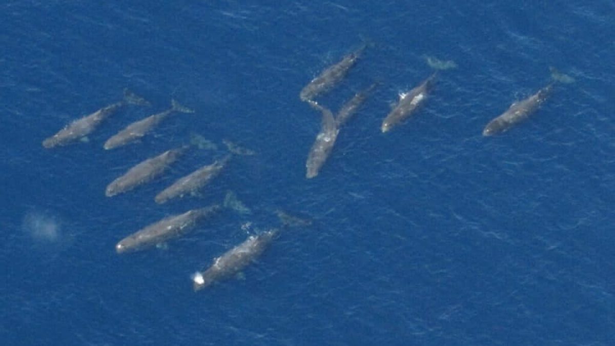 capodogli Pelagos