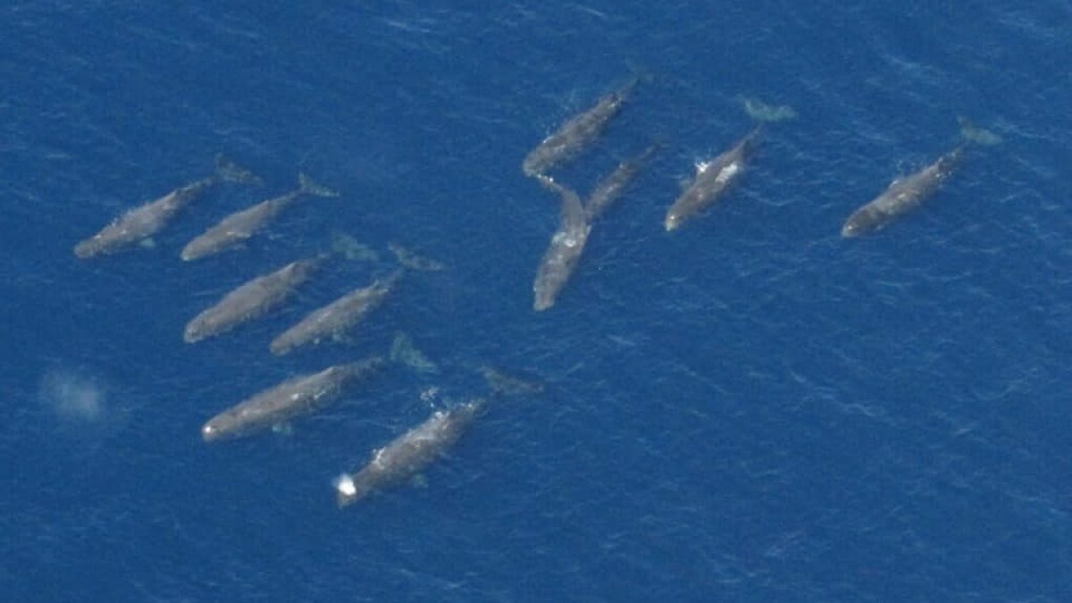 Capodogli: avvistato gruppo di cuccioli nel Santuario Pelagos
