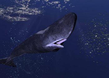 Capodoglio: il cetaceo con i denti più grande del mondo