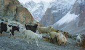 Capre e pecore: in lotta sulle montagne per il cambiamento climatico