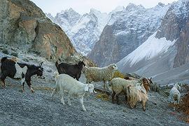 Capre e pecore: in lotta sulle montagne per il cambiamento climatico