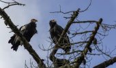 Condor: dopo 130 anni tornano nel nord California