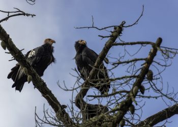 Condor: dopo 130 anni tornano nel nord California