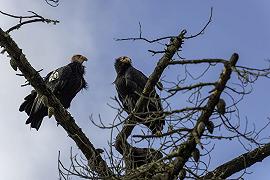 Condor: dopo 130 anni tornano nel nord California