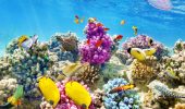 Coralli: metà sarà a rischio estinzione entro il 2035