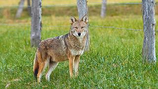 Coyote: quelli nei parchi di New York non dipendono dal cibo umano