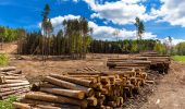 Deforestazione globale: le regole per contrastarla